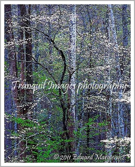 450746 Dogwoods and rain in North Carolina